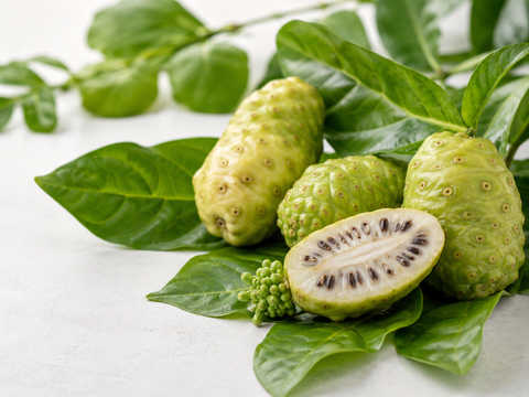Noni Früchte und Blätter